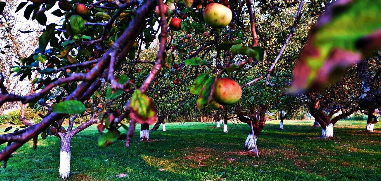 Pensiunea Agroturistica Ica Valea Draganului Luaran gambar